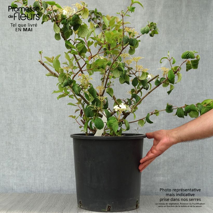 Spécimen de Viorne de Chine - Viburnum plicatum Mariesii tel que livré au printemps