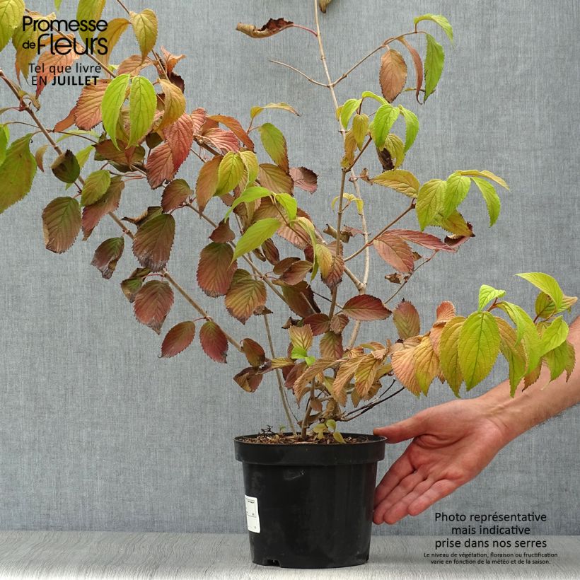 Spécimen de Viorne de Chine - Viburnum plicatum Mariesii Pot de 3L/4L tel que livré en été