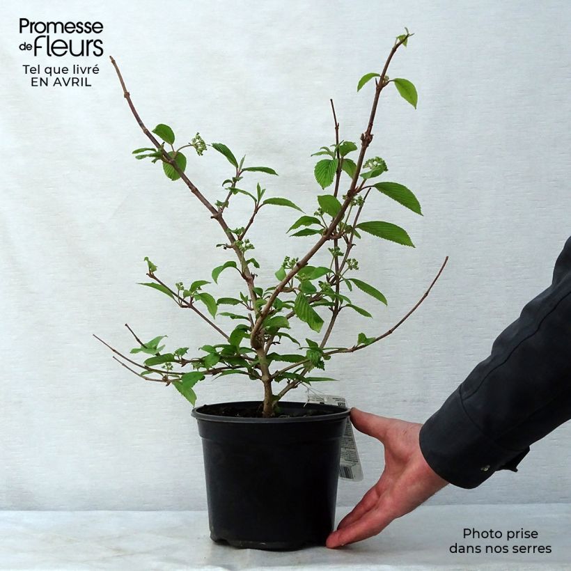 Spécimen de Viorne de Chine - Viburnum plicatum Mariesii en pot de 3/4L tel que livré au printemps