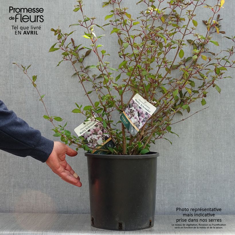 Spécimen de Viorne de Chine - Viburnum plicatum Molly Schroeder 7.5L/10L  tel que livré au printemps