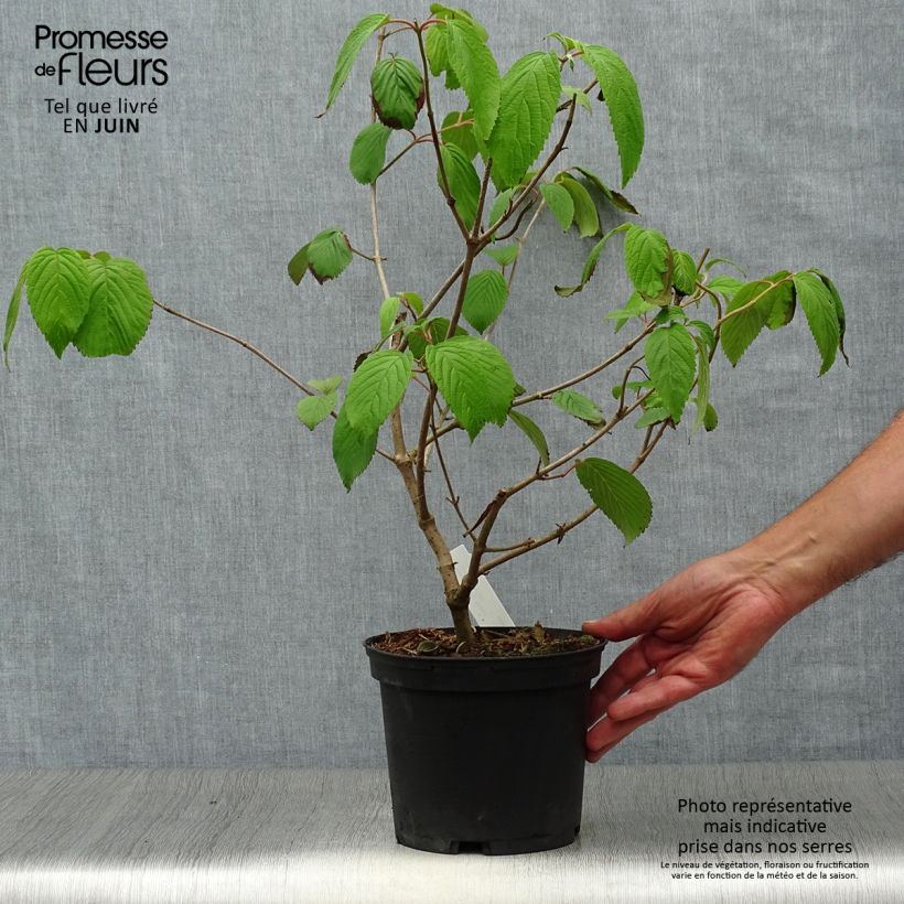 Spécimen de Viorne de Chine - Viburnum plicatum Shasta Pot de 3L/4L tel que livré en été