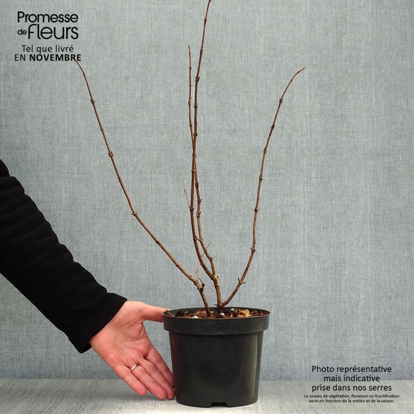 Spécimen de Viorne de Chine - Viburnum plicatum Tomentosum Pot de 2L/3L tel que livré en automne