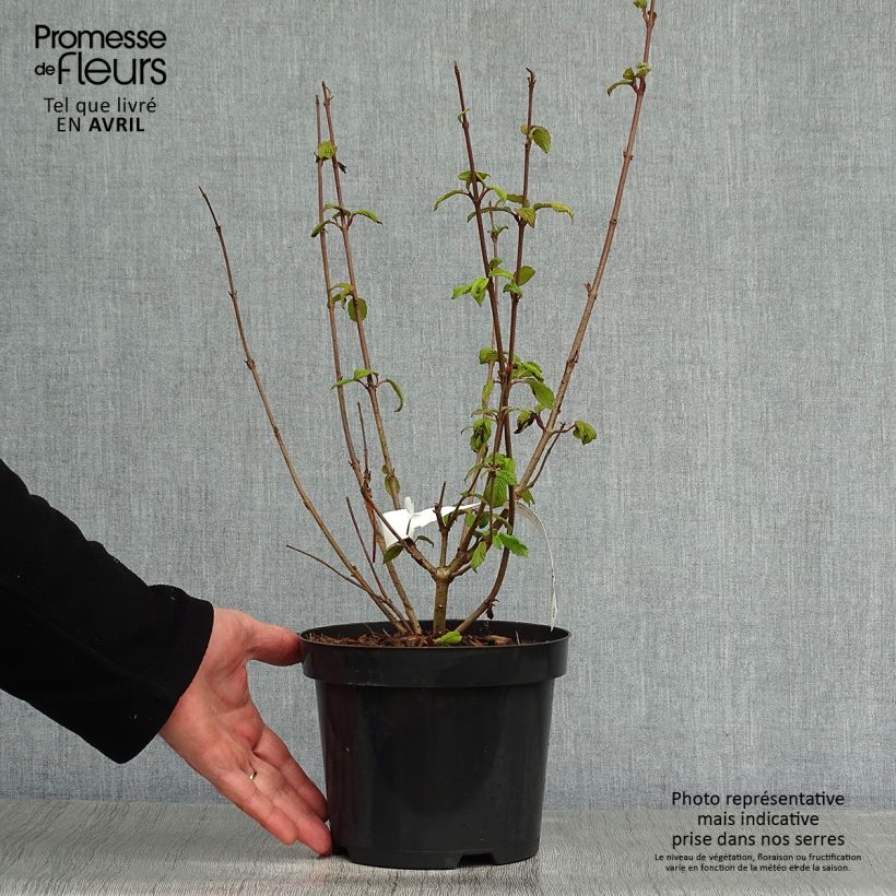 Spécimen de Viorne de Chine - Viburnum plicatum Tomentosum en pot de 2L/3L tel que livré au printemps