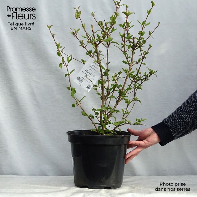 Spécimen de Viorne de Chine - Viburnum plicatum Tomentosum tel que livré au printemps