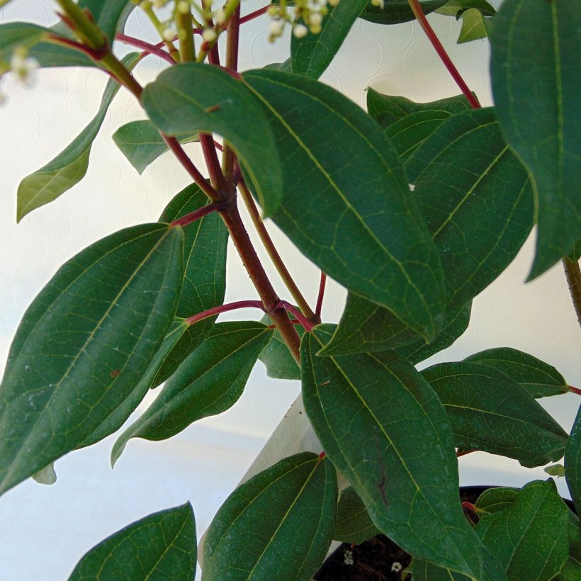 Viorne de David - Viburnum davidii Angustifolium (Feuillage)