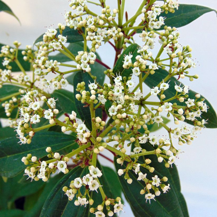 Viorne de David - Viburnum davidii Angustifolium (Floraison)