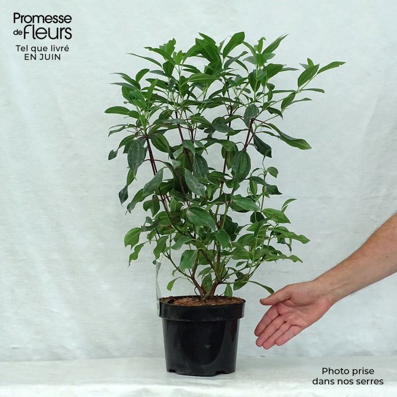 Spécimen de Viorne de David - Viburnum davidii Angustifolium Pot de 3L/4L tel que livré en été