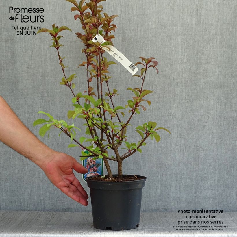 Spécimen de Viorne d'hiver - Viburnum bodnantense Dawn Pot de 2L/3L tel que livré en été