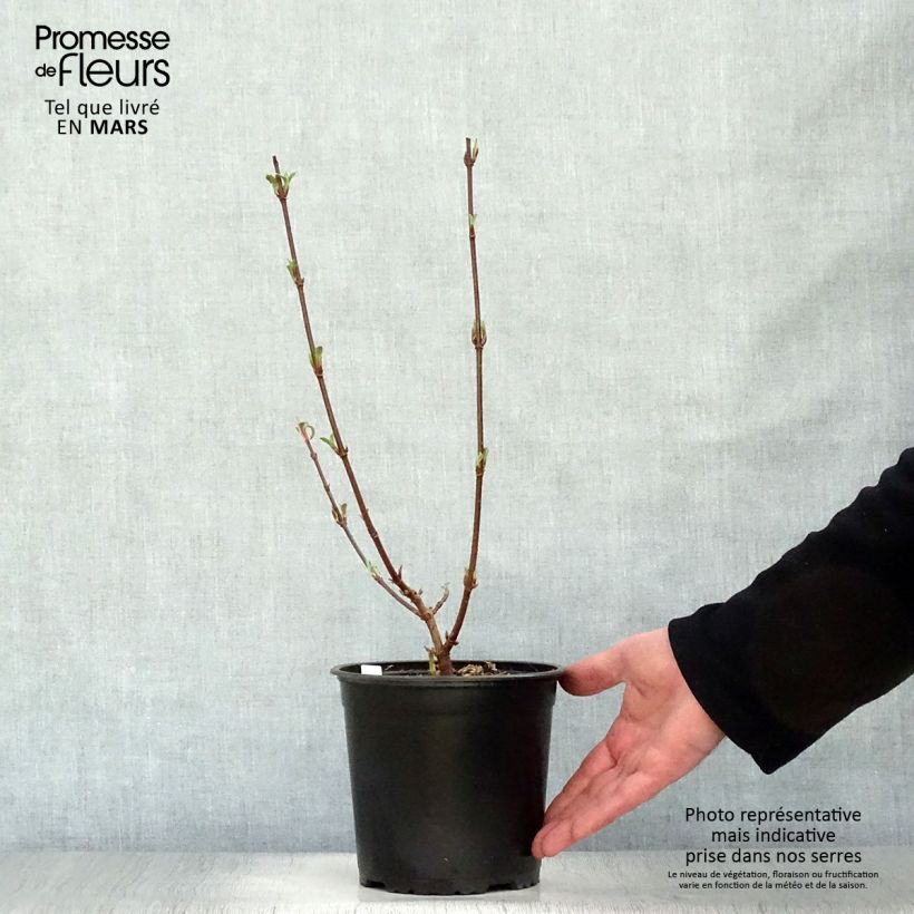 Spécimen de Viorne d'hiver - Viburnum bodnantense Dawn en pot de 2/3L tel que livré au printemps