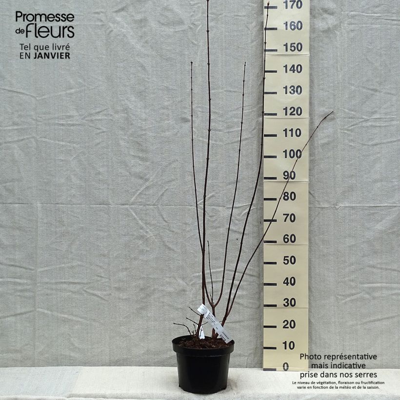 Spécimen de Viorne d'hiver - Viburnum bodnantense Dawn tel que livré en hiver