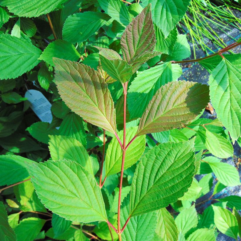 Viorne d'hiver - Viburnum farreri (fragrans) (Feuillage)