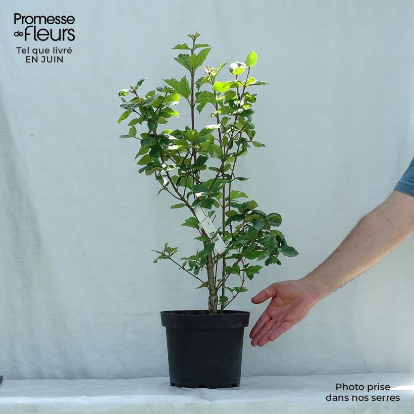 Spécimen de Viorne du Burkwood - Viburnum x burkwoodii Mohawk Pot de 4L/5L tel que livré en été