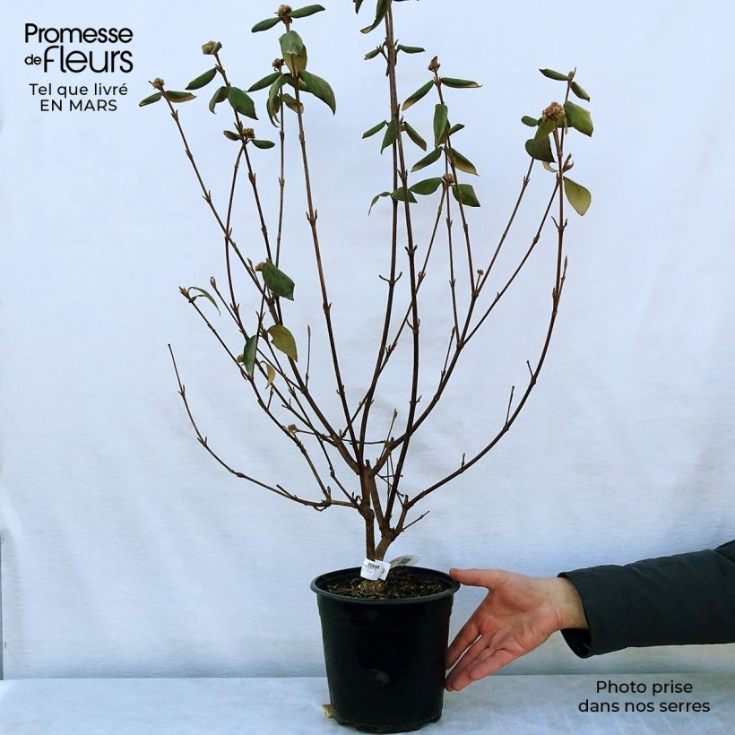 Spécimen de Viorne du Burkwood - Viburnum x burkwoodii Mohawk en pot de 4L/5L tel que livré au printemps