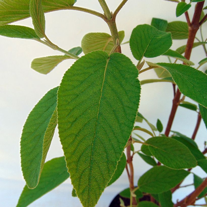 Viorne lantane - Viburnum lantana Mohican (Feuillage)