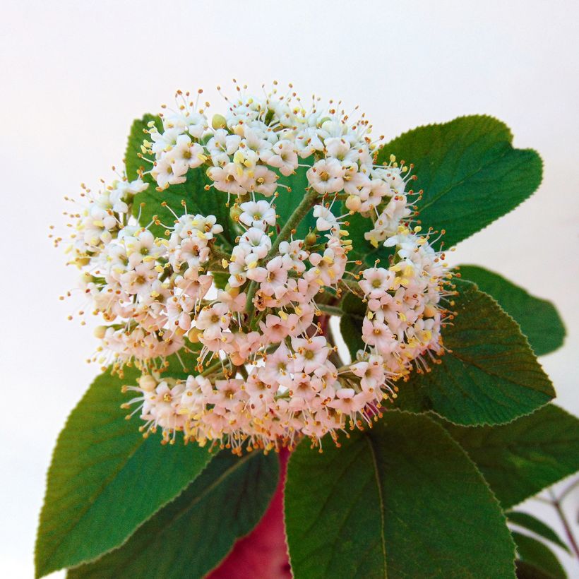 Viorne lantane - Viburnum lantana Mohican (Floraison)