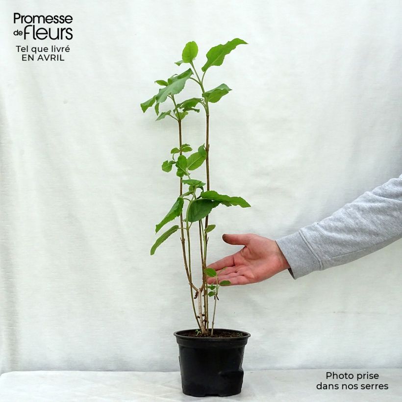 Spécimen de Viorne lantane -  Viburnum lantana en pot de 1.5L/2L tel que livré au printemps