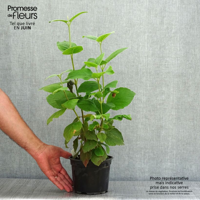 Spécimen de Viorne lantane -  Viburnum lantana Pot de 1,5L/2L tel que livré en été