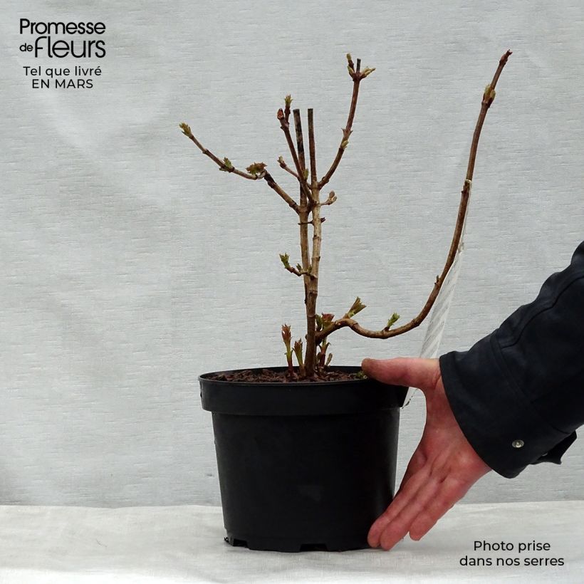 Spécimen de Viorne obier - Viburnum opulus Compactum en pot de 3.5L tel que livré au printemps