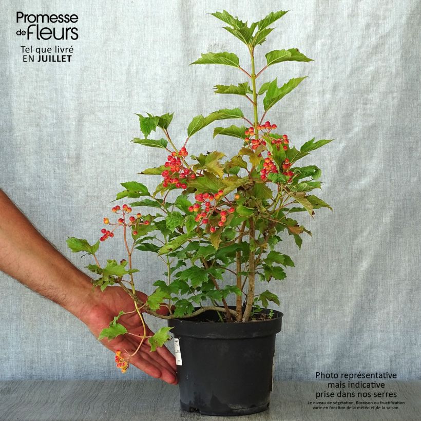 Spécimen de Viorne obier - Viburnum opulus Compactum  Pot de 3L/4L tel que livré en été