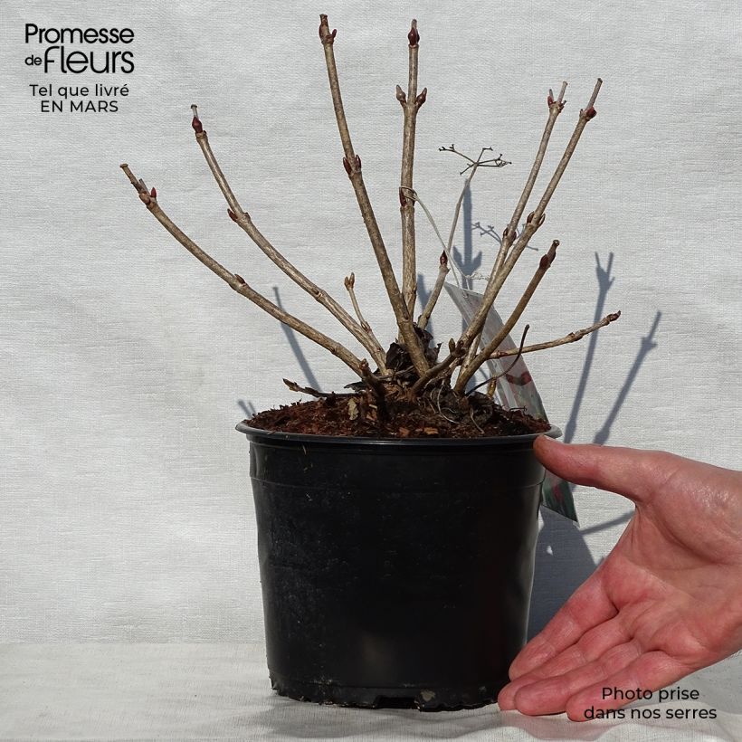 Spécimen de Viorne obier - Viburnum opulus Compactum en godet de 9cm tel que livré au printemps