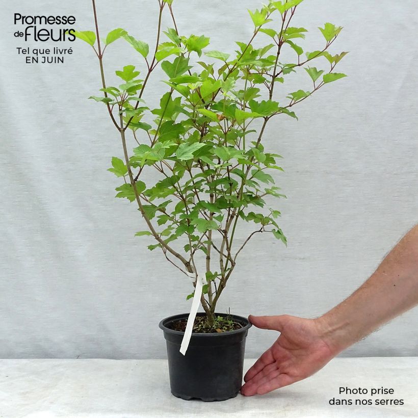 Spécimen de Viorne obier - Viburnum opulus tel que livré en ete