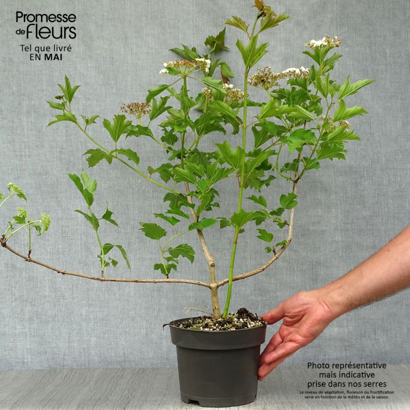 Spécimen de Viorne obier - Viburnum opulus en pot de 2/3L tel que livré au printemps