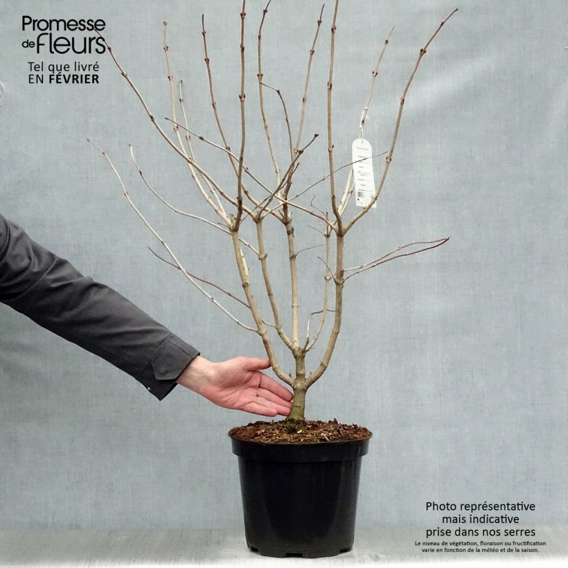 Spécimen de Viorne obier - Viburnum opulus tel que livré en hiver