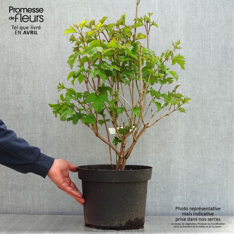 Spécimen de Viorne obier - Viburnum opulus en pot de 7,5L/10L tel que livré au printemps