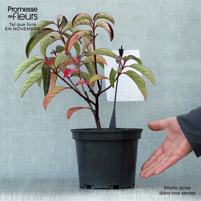 Spécimen de Viorne - Viburnum Le Bois Marquis Pot de 3L/4L tel que livré en automne