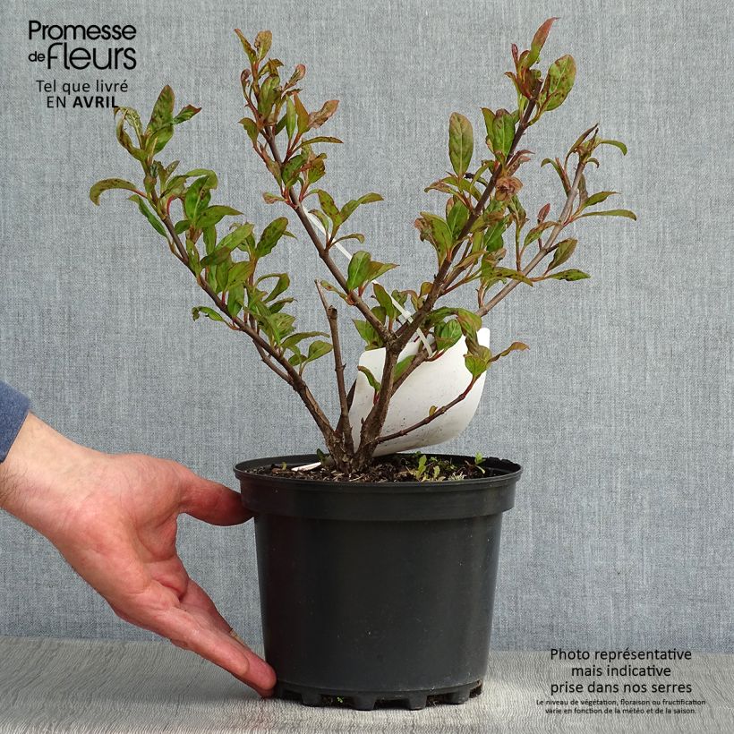 Spécimen de Viorne - Viburnum Le Bois Marquis Pot de 3L/4LHauteur livrée env. 30/40cm tel que livré au printemps