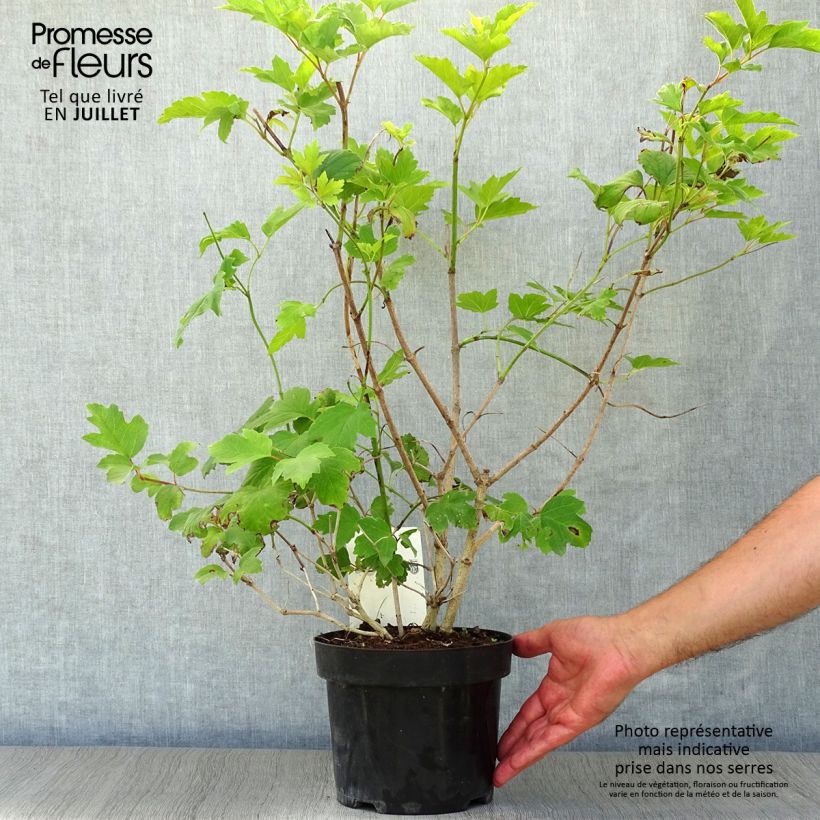 Spécimen de Viorne trilobée - Viburnum trilobum Wentworth Pot de 3L/4L tel que livré en été