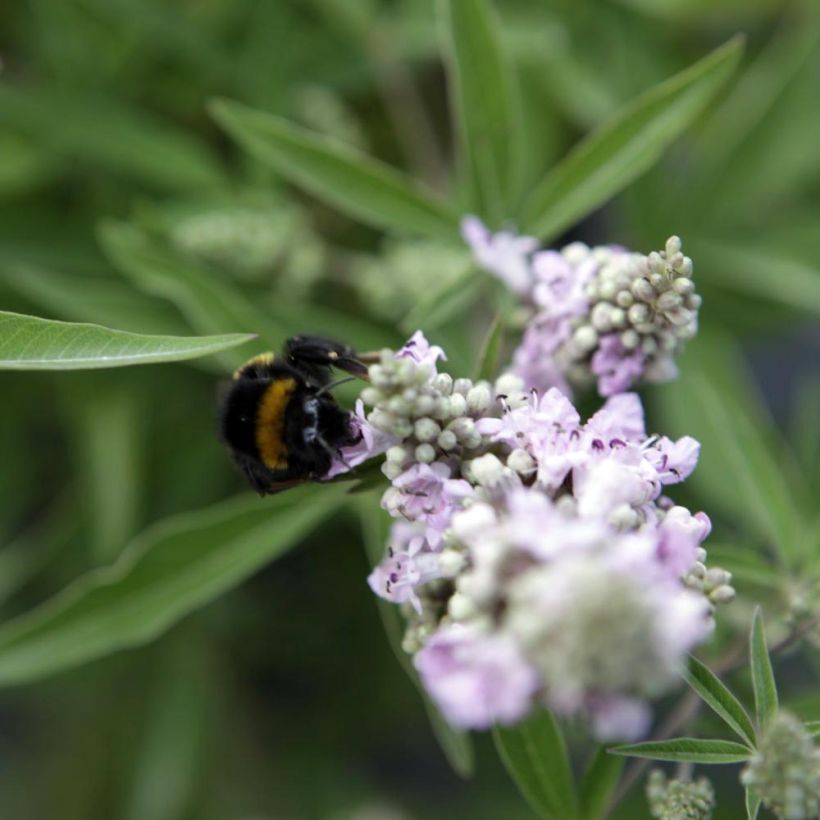 Vitex agnus-castus Pink Pinnacle (Floraison)