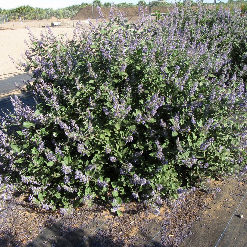 Vitex x agnus-castus Chicagoland Blues - Gattilier (Port)