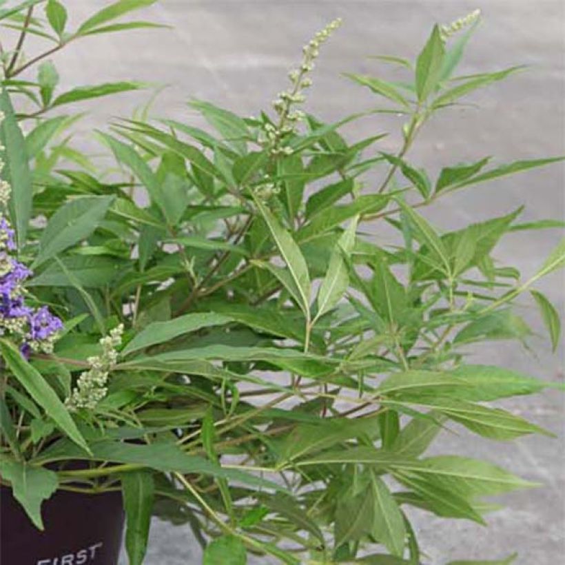 Vitex agnus-castus Blue Puffball - Gattilier (Feuillage)