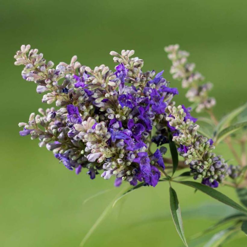 Vitex agnus-castus Blue Puffball - Gattilier (Floraison)