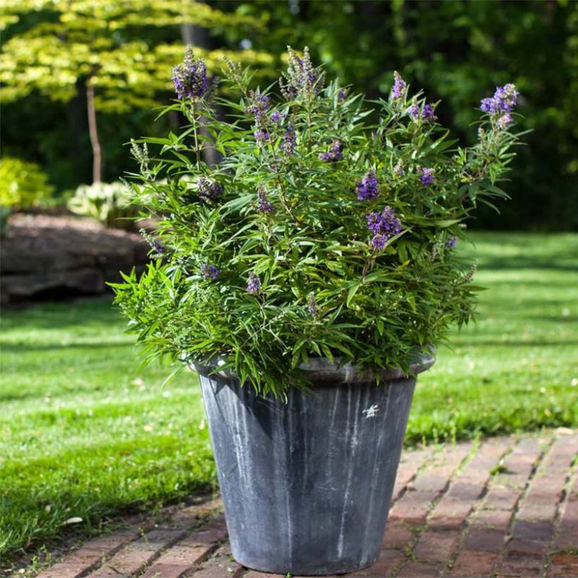 Vitex agnus-castus Blue Puffball - Gattilier (Port)