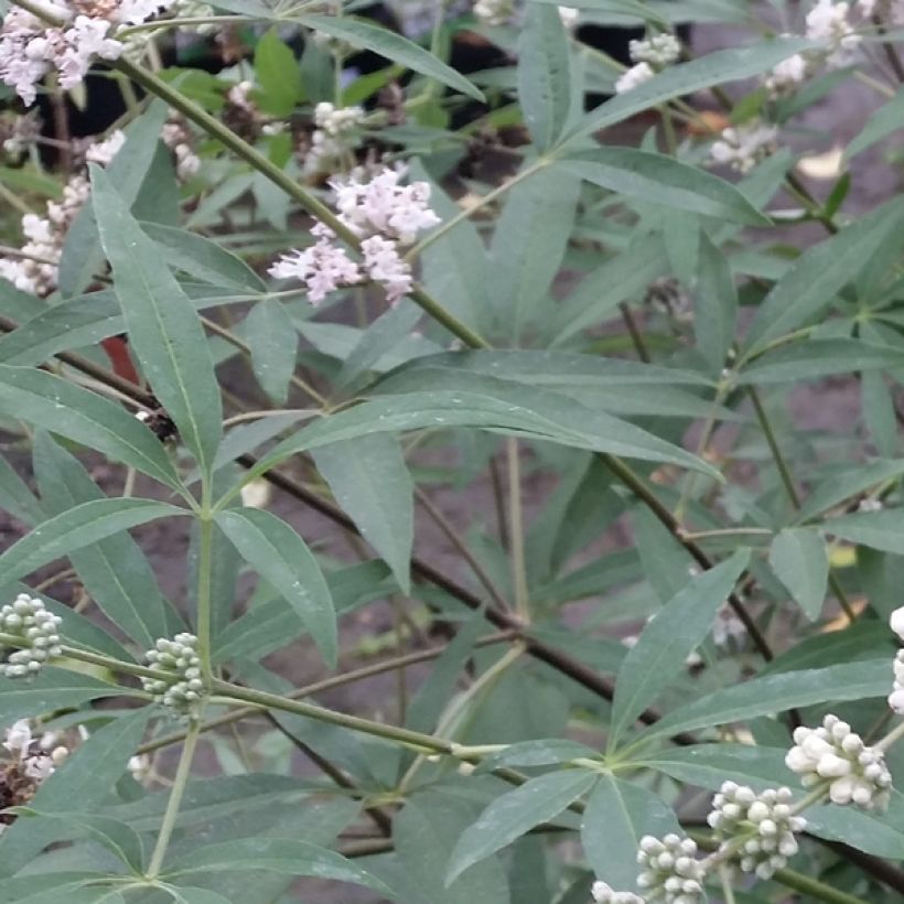 Vitex agnus-castus Albus - Gattilier blanc (Feuillage)