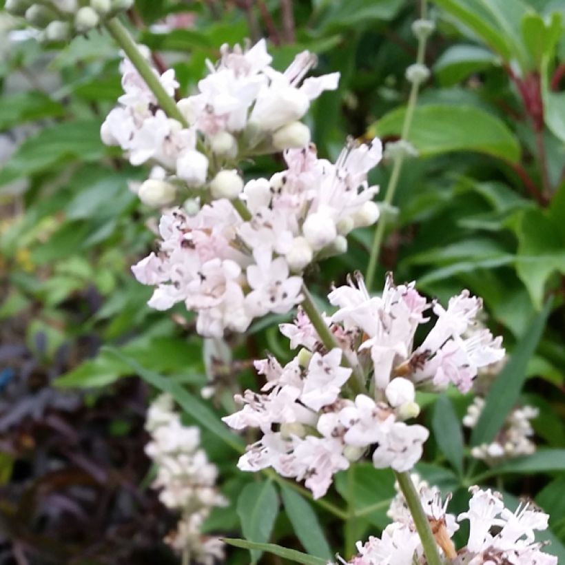 Vitex agnus-castus Albus - Gattilier blanc (Floraison)