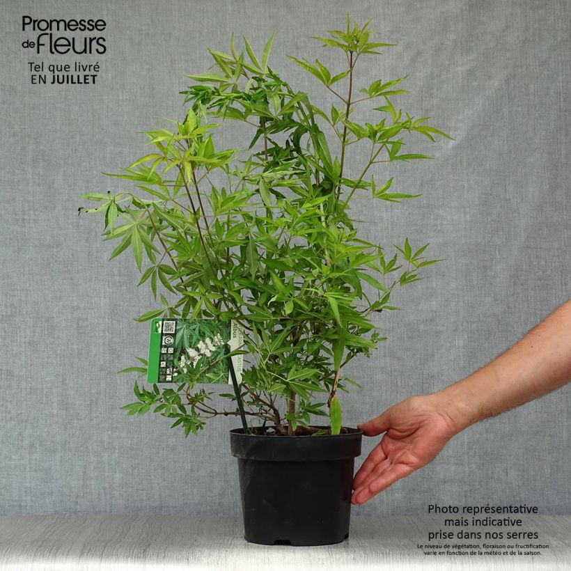Spécimen de Vitex agnus-castus Albus - Gattilier blanc Pot de 3L/4L tel que livré en été