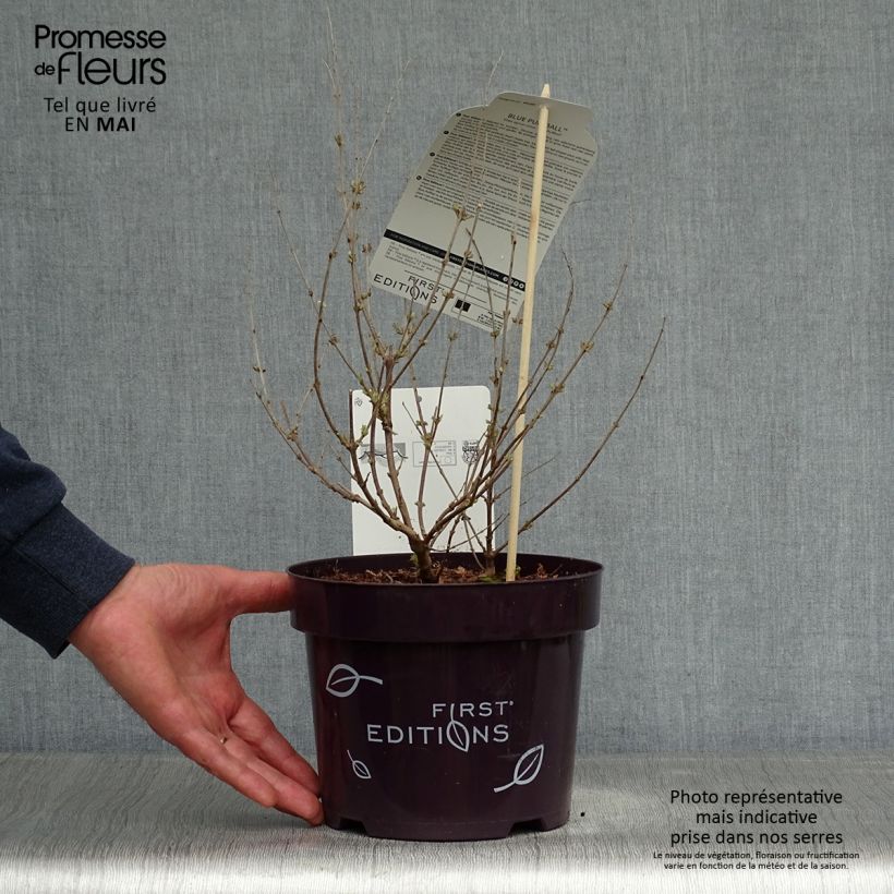 Spécimen de Vitex agnus-castus Blue Puffball - Gattilier Pot de 3L/4L tel que livré au printemps