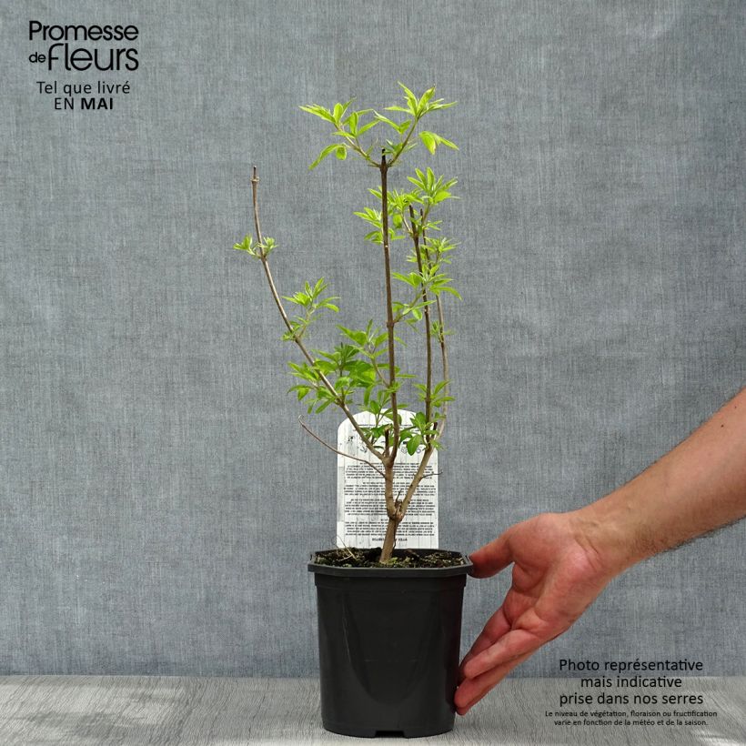 Spécimen de Vitex agnus-castus Delta Blues - Gattilier Pot de 3L/4L tel que livré au printemps