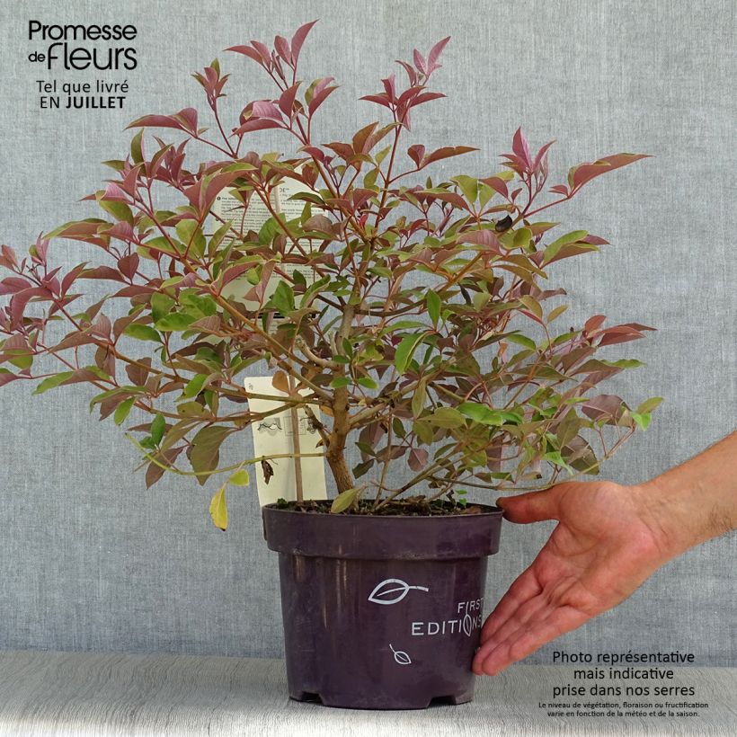 Spécimen de Vitex agnus-castus Flip Side - Gattilier Pot de 3L/4L tel que livré en été