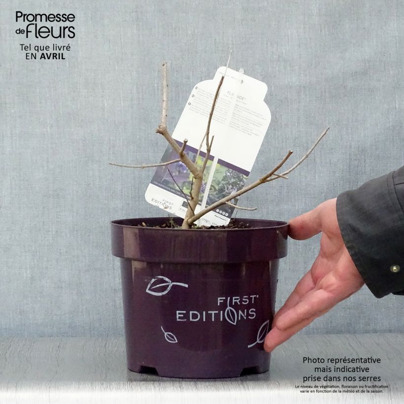 Spécimen de Vitex agnus-castus Flip Side - Gattilier Pot de 3/4L tel que livré au printemps