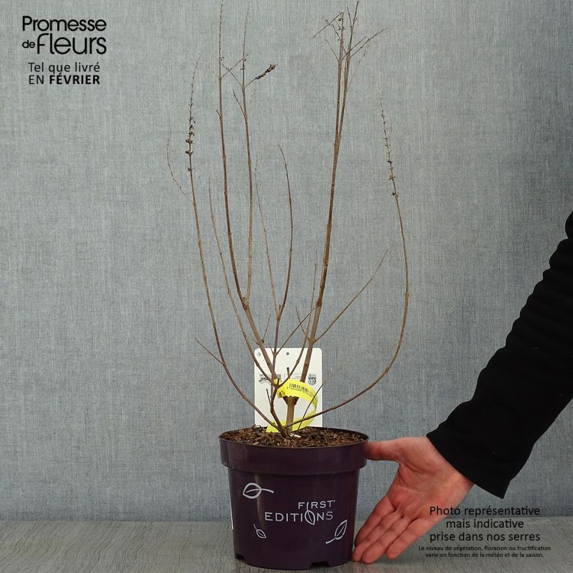 Spécimen de Vitex agnus-castus Galactic Pink - Gattilier Pot de 3L/4L tel que livré en hiver