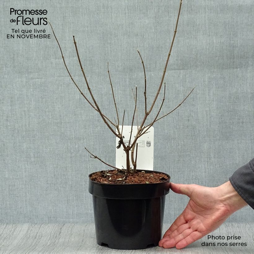 Spécimen de Vitex agnus castus Latifolia - Gattilier Pot de 2L/3L tel que livré en automne