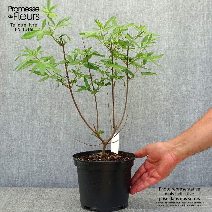 Spécimen de Vitex agnus castus Latifolia - Gattilier Pot de 2L/3L tel que livré en été