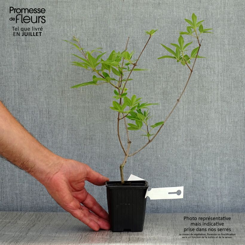 Spécimen de Vitex agnus castus Latifolia - Gattilier Godet de 8/9 cm tel que livré en été
