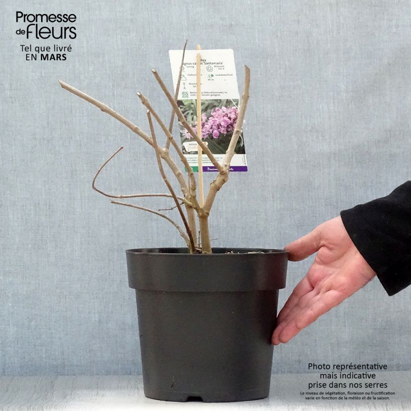 Spécimen de Vitex agnus-castus Santamaria - Gattilier Pot de 3L/4L tel que livré au printemps