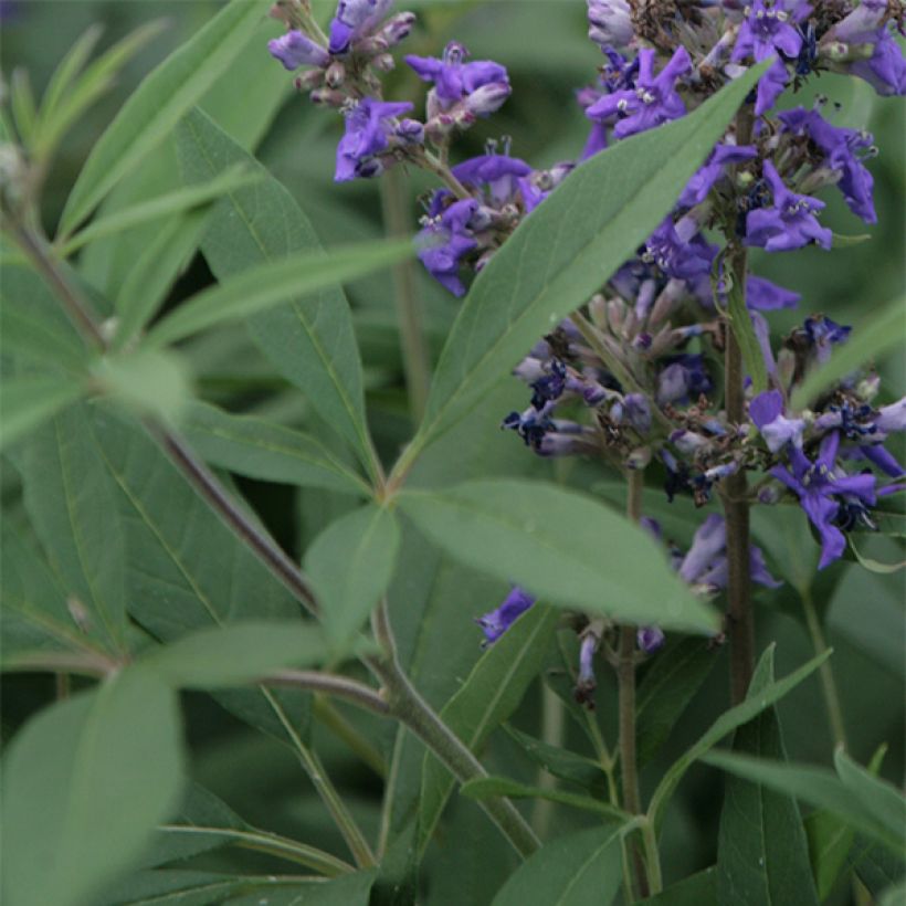 Vitex agnus-castus Delta Blues - Gattilier (Feuillage)