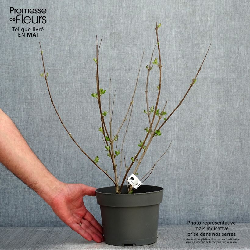 Spécimen de Vitex x agnus-castus Chicagoland Blues - Gattilier Pot de 3L/4L tel que livré au printemps